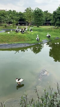a group of pelicans on a green hill in the center of a lake at Aviary Park Bintaro under a cloudy sky a flock of birds pelican at zoo. flock of pelicans resting on the hill of the pond. nature view