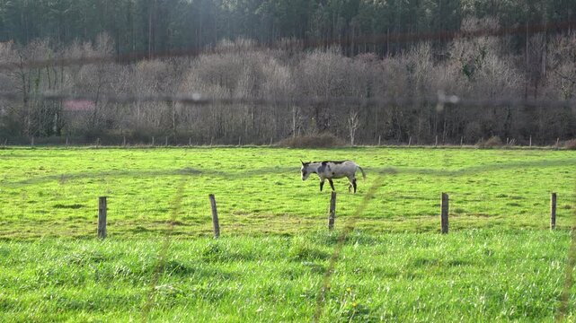 animals pacing in the green fields of the basque country