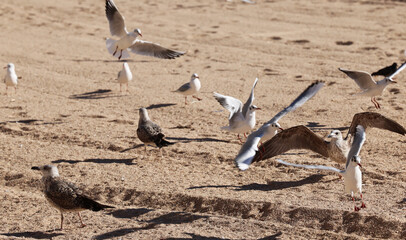 Gulls pigeons flock of birds on the beach and the ocean