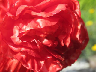 Zbliżenie na kwiaty begonii © Kumulugma