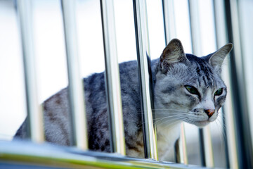 Curious Cat Observing Through Metal Bars in Soft Natural Light
