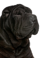 Black shar pei dog head profile portrait © Eric Isselée