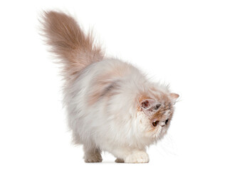 Curious persian cat walking and looking down with tail up