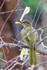 Gelbbauch-Gr&uuml;nb&uuml;lb&uuml;l