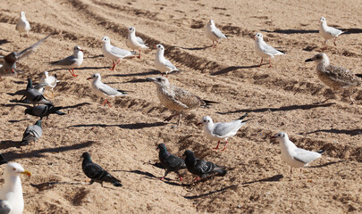 Gulls pigeons flock of birds on the beach and the ocean