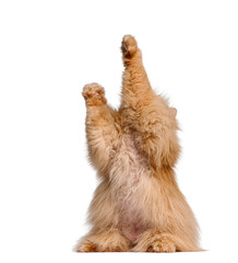 Playful ginger Persian cat raising paws on white background