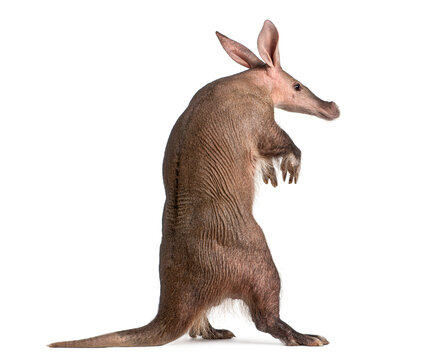 Aardvark, Orycteropus afer, standing on hind legs looking right