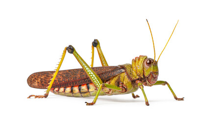 Giant Grasshopper, Tropidacris collaris, standing on white background looking forward
