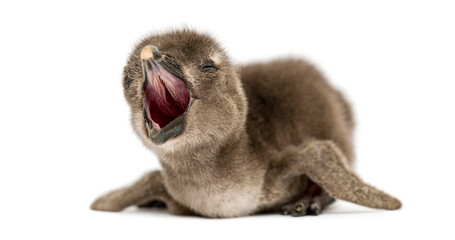 Fluffy baby African Penguin chick yawning with wide open beak © Eric Isselée
