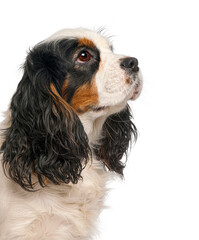 Cavalier king charles spaniel tricolor puppy looking up