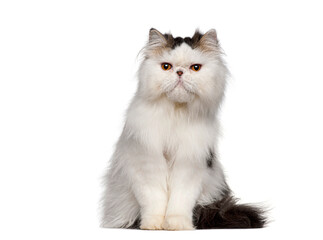 Persian cat sitting and posing on white background