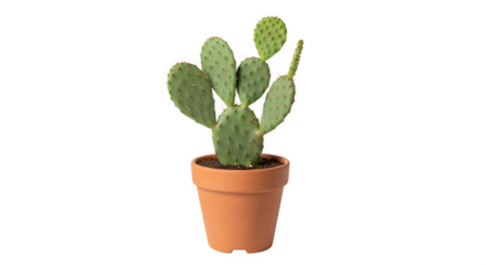 cactus in a pot