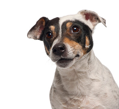 Terrier dog head tilting showing curiosity on white background