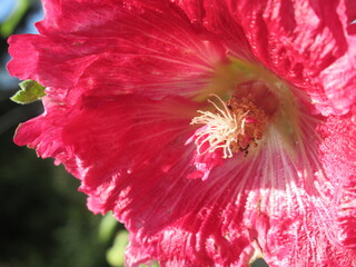 Zbliżenie na kwiat malwy © Kumulugma