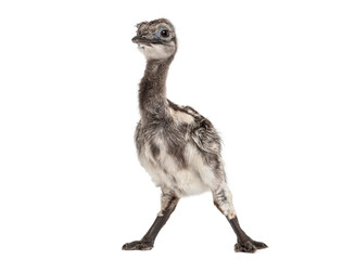 Young common rhea chick standing on white background