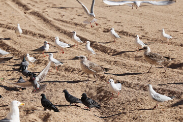 Gulls pigeons flock of birds on the beach and the ocean