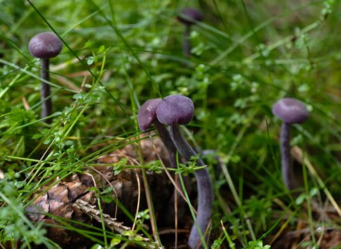 fragile mushroom scene, gentle scene of dewkissed purple inkcap mushrooms situated at meadow