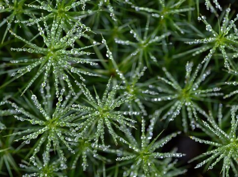 comprehensive imagery capturing detailed patterns and moisture on moss surfaces for academic