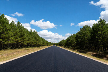 Fototapeta premium Asphalt Road Flanked by Pine Trees Under Blue Sky