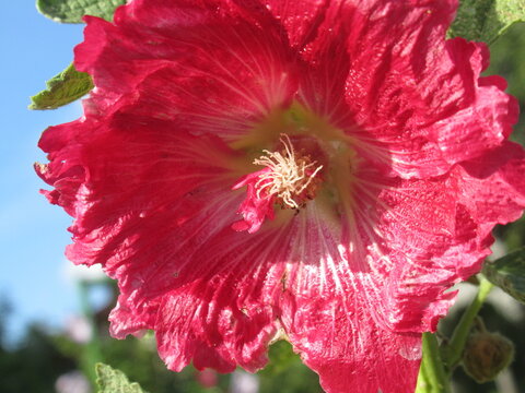 Zbliżenie na kwiat malwy