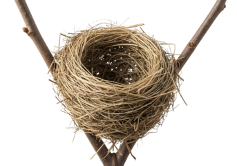 Bird nest on tree branch isolated on transparent background