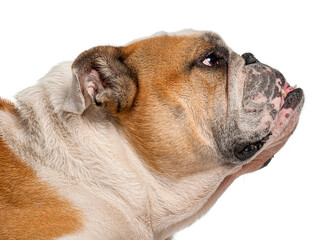 English bulldog profile portrait looking up isolated © Eric Isselée