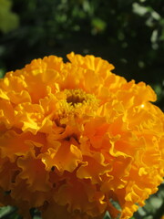 Zbliżenie na kwiat rośliny z gatunku tagetes © Kumulugma