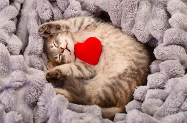 Grey tabby kitten sleeping with red heart on fluffy blanket