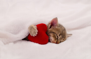 Grey tabby kitten sleeping with red heart under white blanket