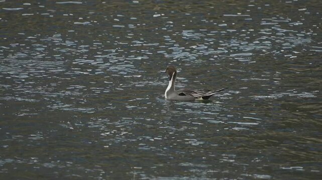 Elegant Northern Pintail Duck Swimming in a Calm River 4K HDR