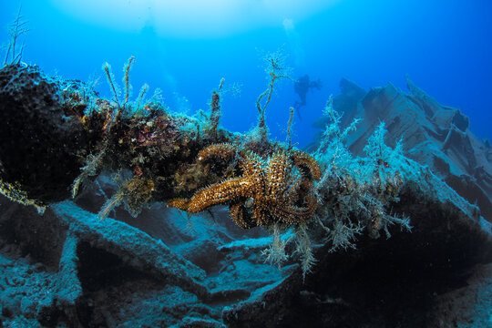 Starfish on a Shipwreck Underwater in the Mediterranean Sea