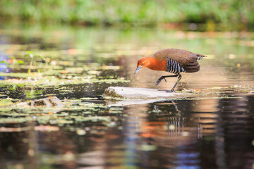 Slaty-legged Crake walking on sparkling water in its natural habitat.