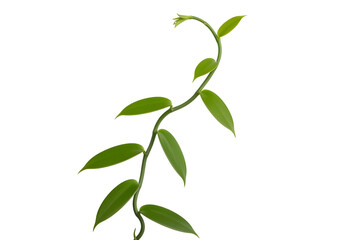 Fototapeta premium Green plant vine with leaves isolated on transparent background for design