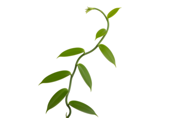 Green plant vine with leaves isolated on transparent background for design