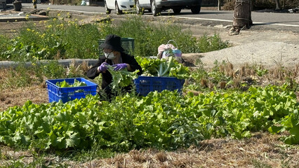 Taiwanese rural farmers harvest vegetables