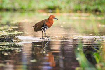Slaty-legged Crake walking on sparkling water in its natural habitat.