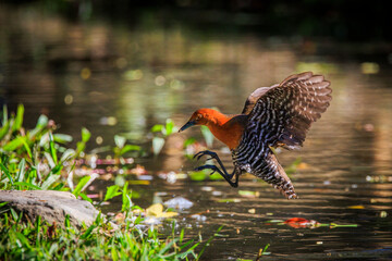 Slaty-legged Crake (Rallina eurizonoides) taking flight from the water surface.