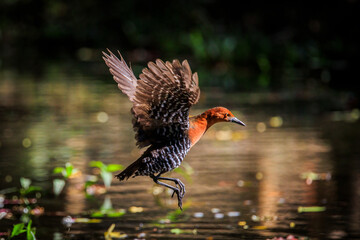 Slaty-legged Crake (Rallina eurizonoides) taking flight from the water surface.
