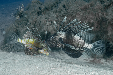 Lionfish (Pterois miles) in the Mediterranean Sea &ndash; Invasive Marine Species