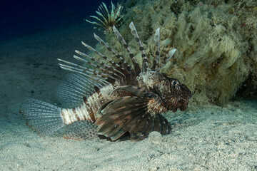 Lionfish (Pterois miles) in the Mediterranean Sea &ndash; Invasive Marine Species