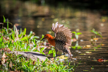 Slaty-legged Crake (Rallina eurizonoides) taking flight from the water surface.