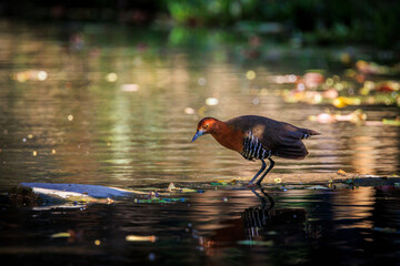 Slaty-legged Crake walking on sparkling water in its natural habitat.