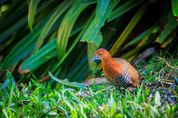 Slaty-legged Crake foraging in grass, close-up of wild bird in nature.
