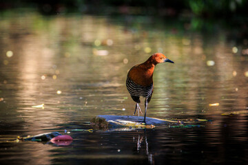 Slaty-legged Crake walking on sparkling water in its natural habitat.