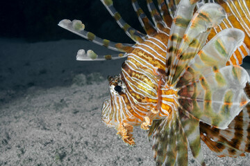Lionfish (Pterois miles) in the Mediterranean Sea &ndash; Invasive Marine Species