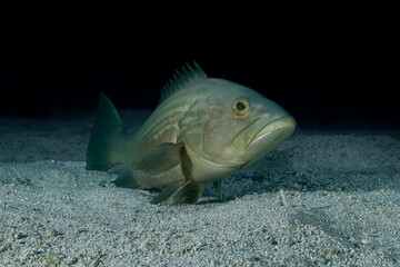 Dusky Grouper (Epinephelus marginatus) in Its Natural Mediterranean Habitat