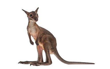 Young wallaby, Macropus robustus, standing on white background looking away © Eric Isselée