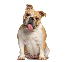 Obraz premium English bulldog puppy sitting panting on white background