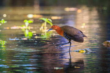 Slaty-legged Crake walking on sparkling water in its natural habitat.
