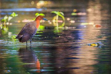Slaty-legged Crake walking on sparkling water in its natural habitat.